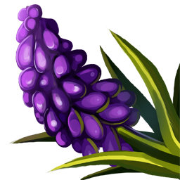 Verbasco