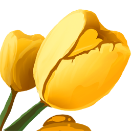 Tulipano