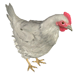 Huhn (weiß)